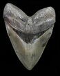 Serrated, Megalodon Tooth - Collector Quality! #72765-1